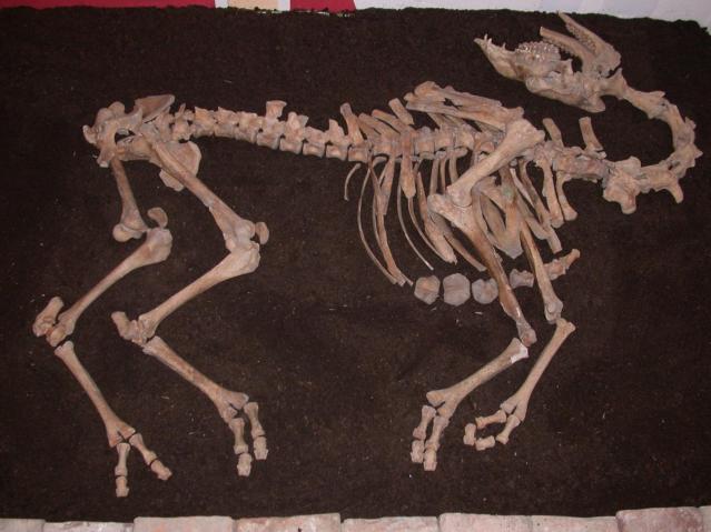 The camel skeleton was unearthed near the river Danube in Lower Austria, Tulln. Photo Credit: Alfred Galik/Vetmeduni Vienna
