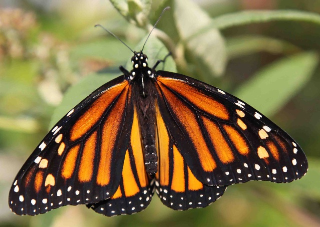 FLI Monarch butterfly